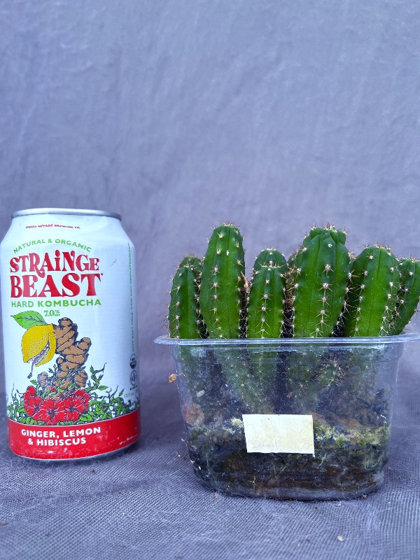 Awful × Skip Seedling Lot