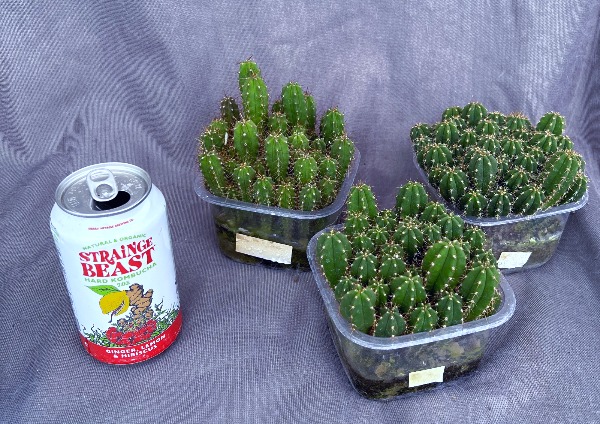 NOID Seedling Lot