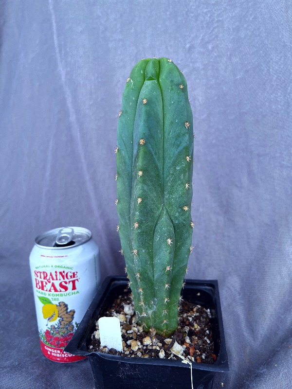 Roseii 1 × Scop Heynes