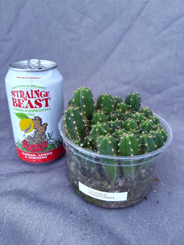 Colosuss × Huanucoensis Seedling Pack