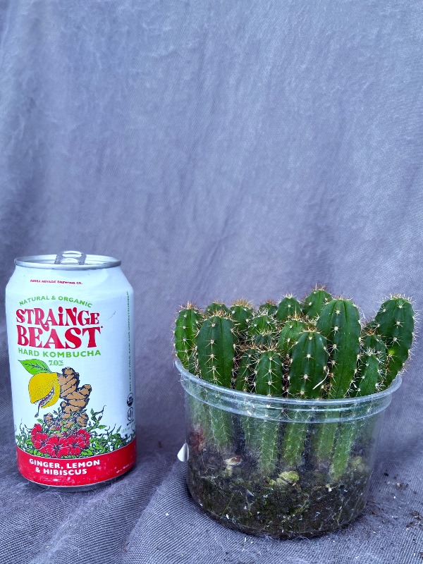 Uyupampensis × Malo4