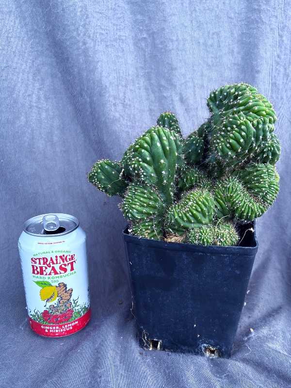 Pach Mutant