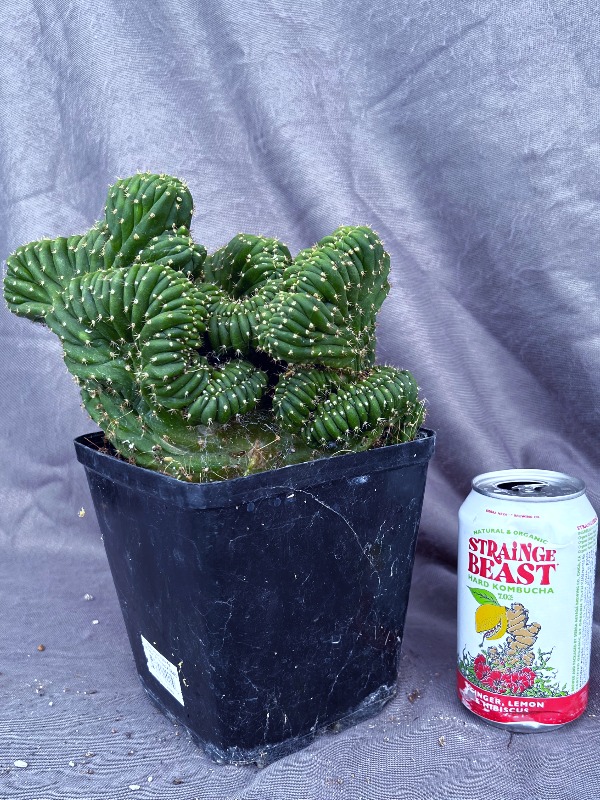 Pach Mutant